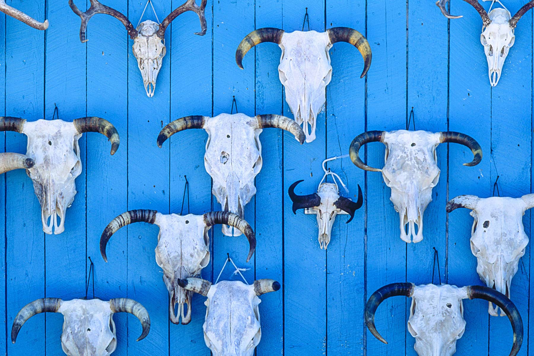 D0045_skulls-B-38